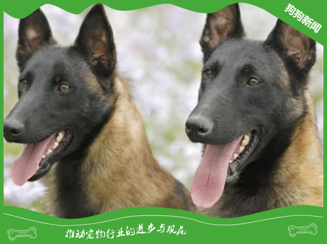 马林诺斯犬——自带安全感十足的狗狗