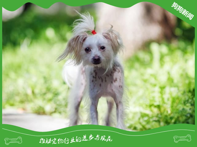 中国的世界名犬-冠毛犬