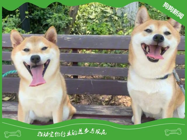 柴犬饲养指南