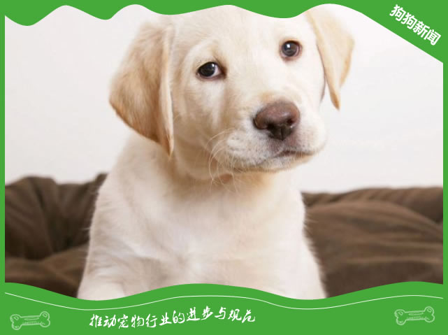 带你了解拉布拉多犬