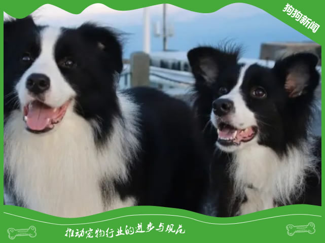 边境牧羊犬的优缺点