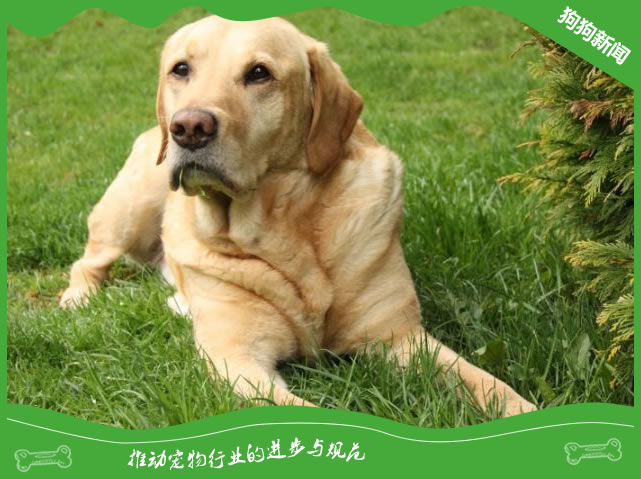 拉布拉多犬的训练大全