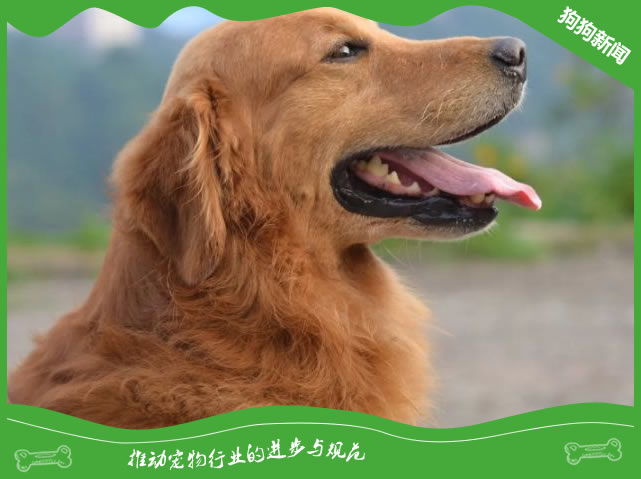 拉布拉多忠诚的犬类代表！