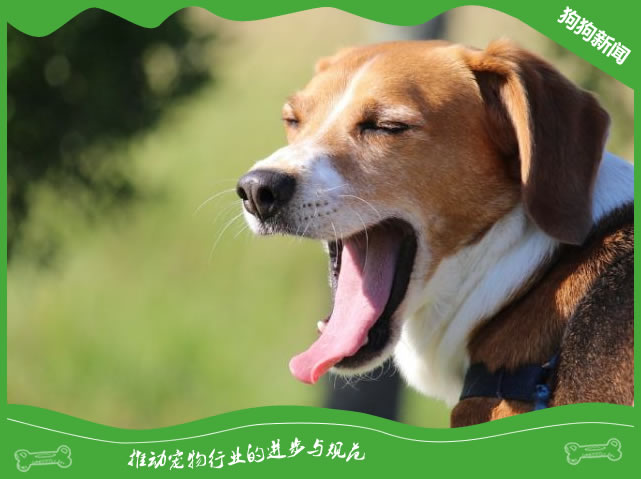 拉普猎犬的健康指南