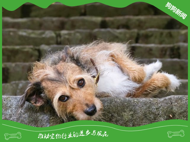 探索拉普猎犬的历史与传统