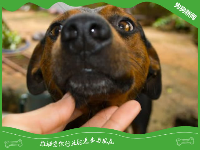 拉普猎犬的狩猎技能