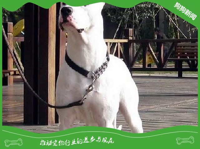 造成杜高犬消化不良的原因和解决办法