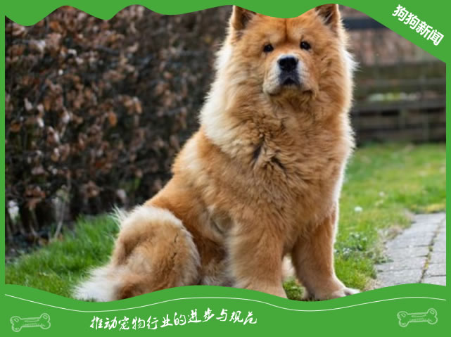 理解并满足你松狮犬的情感需求