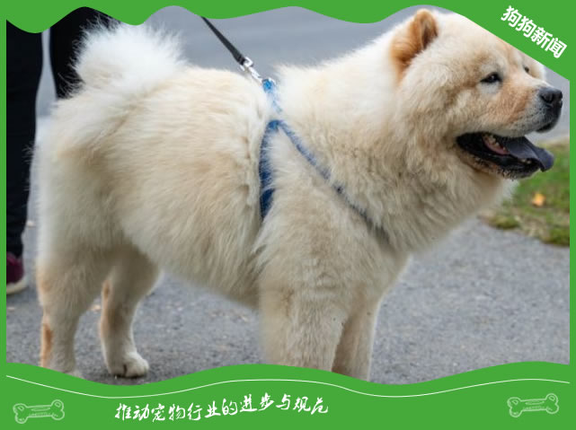 如何传承并发扬松狮犬的优秀品质与特性