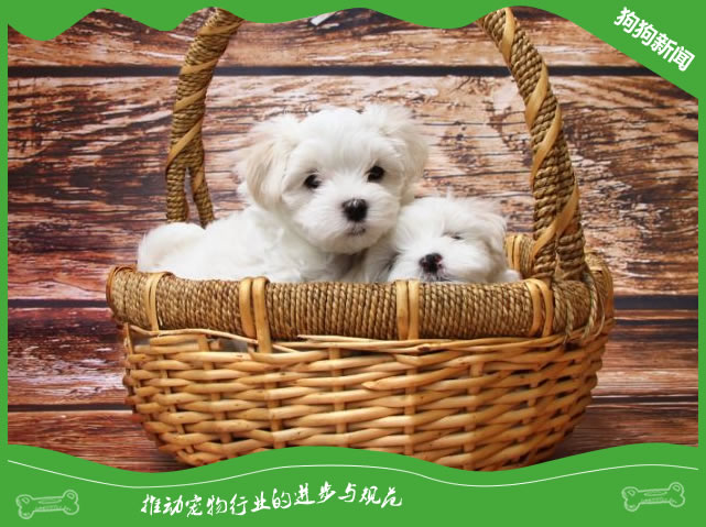 马尔济斯犬的日常锻炼和游戏建议