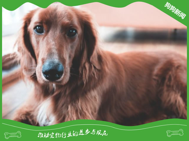 了解阿富汗猎犬的日常护理