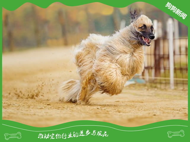 阿富汗猎犬的营养需求