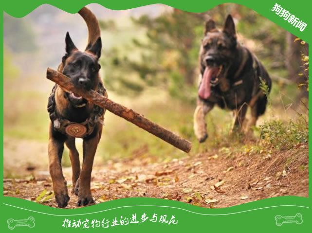 预防阿富汗猎犬的常见疾病