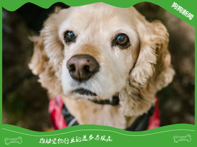 英国可卡犬的日常医疗保健