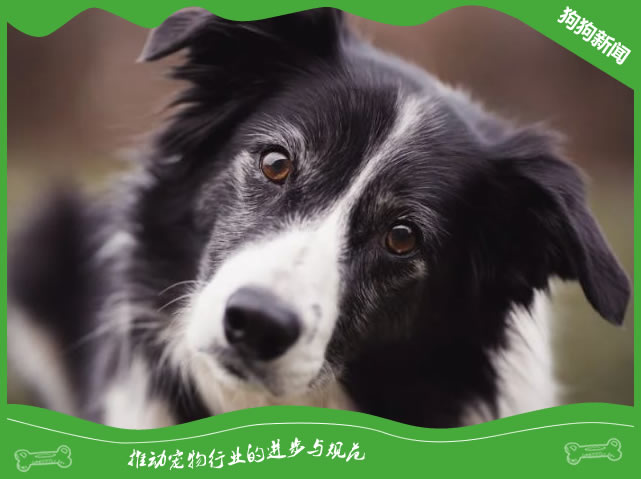 给你的边牧犬带来幸福的日常生活