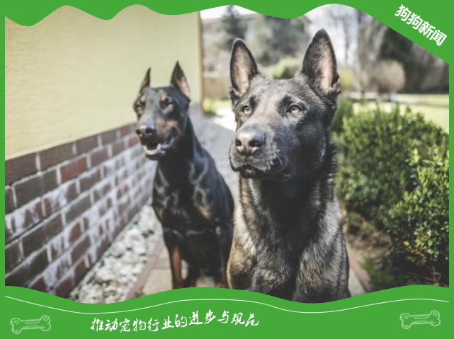 杜宾犬优秀的工作犬