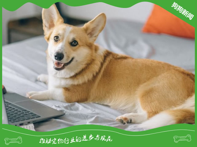 柯基犬的幸福生活