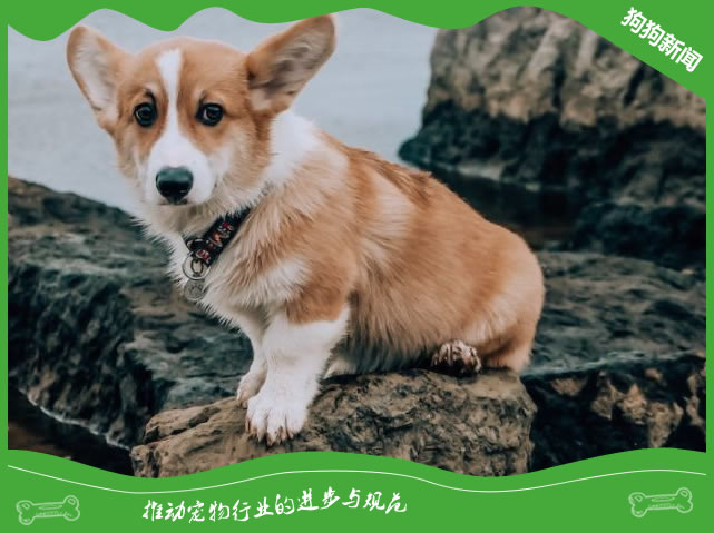 柯基犬的世界