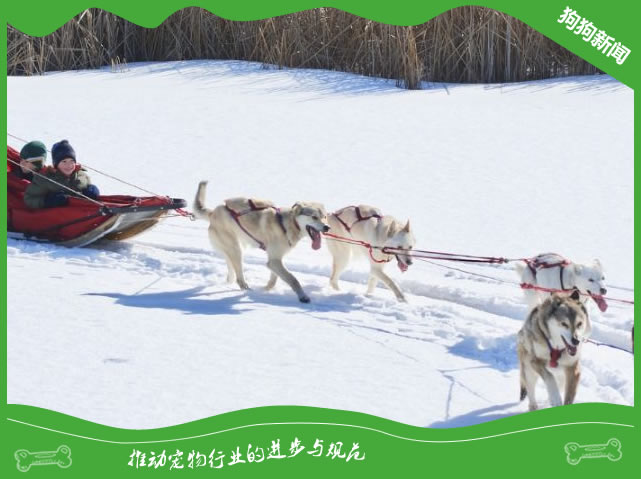 阿拉斯加犬如何保护它们的舒适度