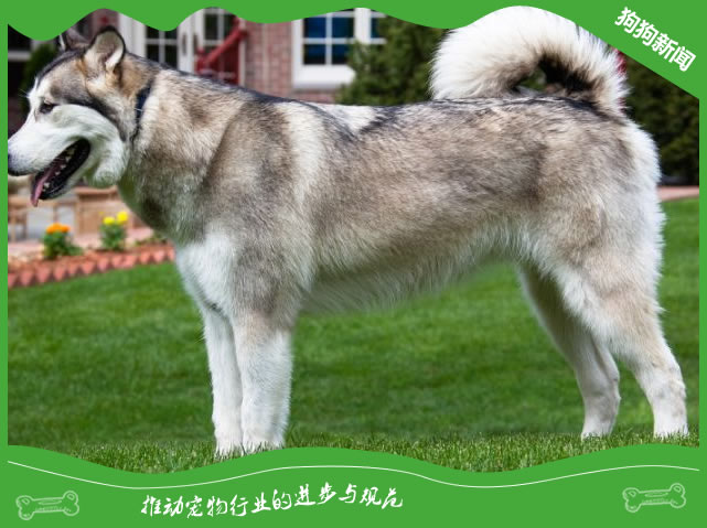 阿拉斯加犬如何刷牙和保持口臭清新