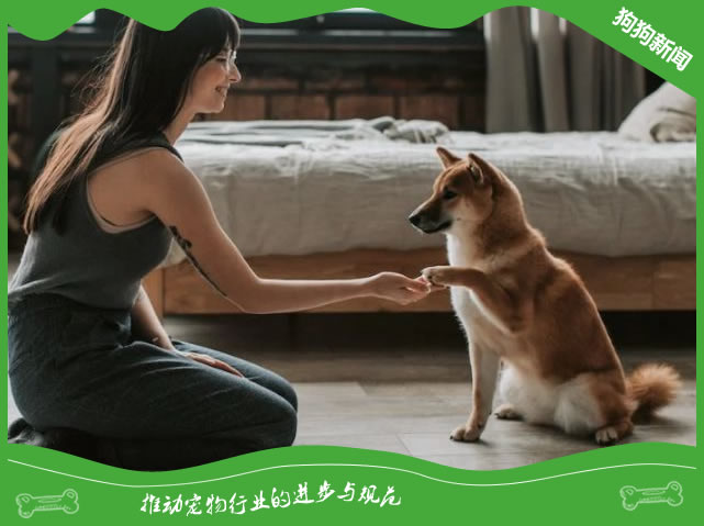 培养一只忠诚、活泼的柴犬