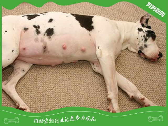 怎样饲养管理好妊娠母犬？