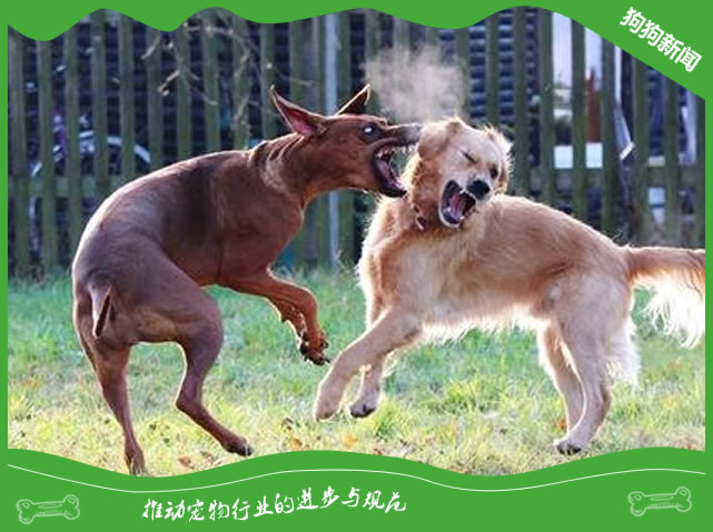 为什么会出现犬群间的支配性攻击行为呢？