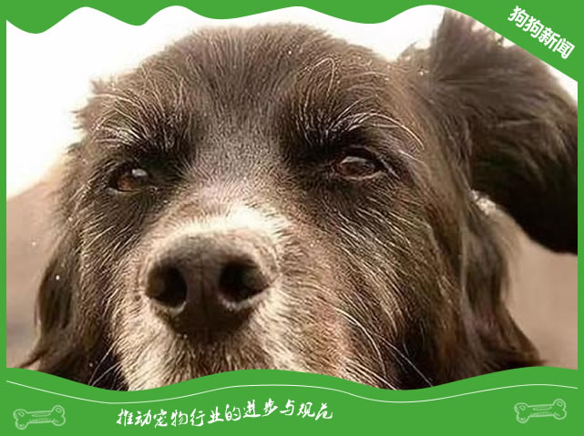 老龄犬的饲养管理方法是什么？