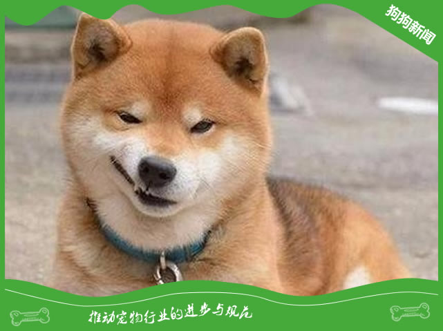 怎么防止柴犬吃卫生纸？