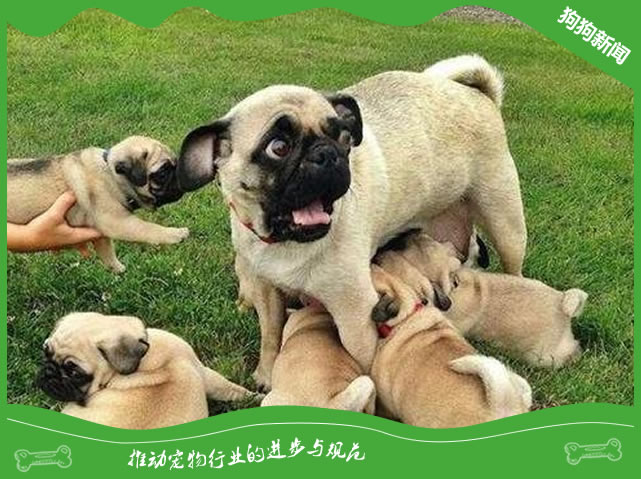 怎么饲养管理好妊娠期母犬？