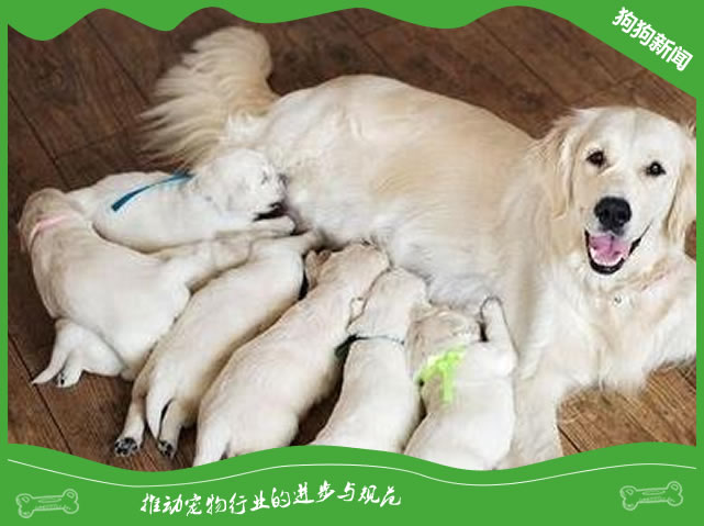 怎么照顾饲养哺乳期母犬？