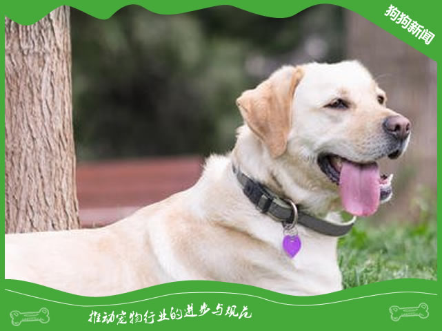 拉布拉多犬有什么样貌特征和生活习性？