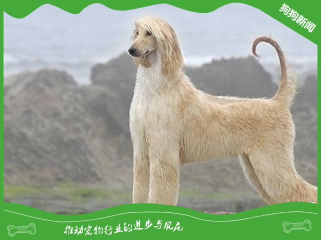 阿富汗猎犬有哪些样貌特征和生活习性？