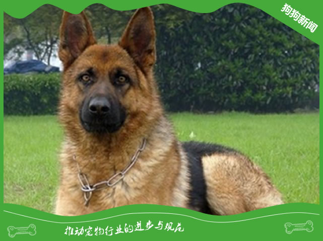 德国牧羊犬有什么样貌特征和生活习性？