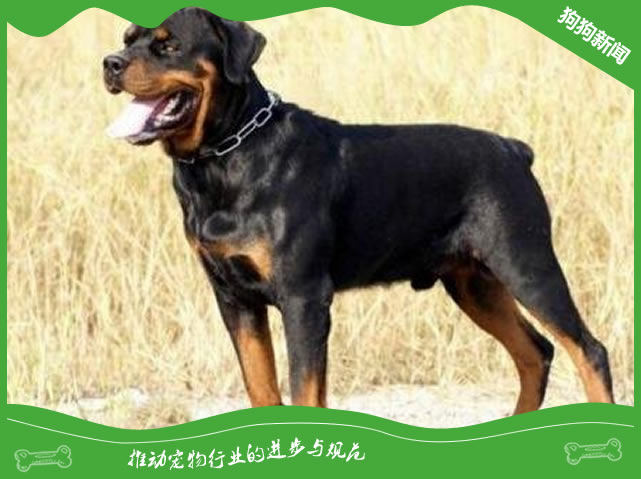 罗威纳犬有什么样貌特征和生活习性？