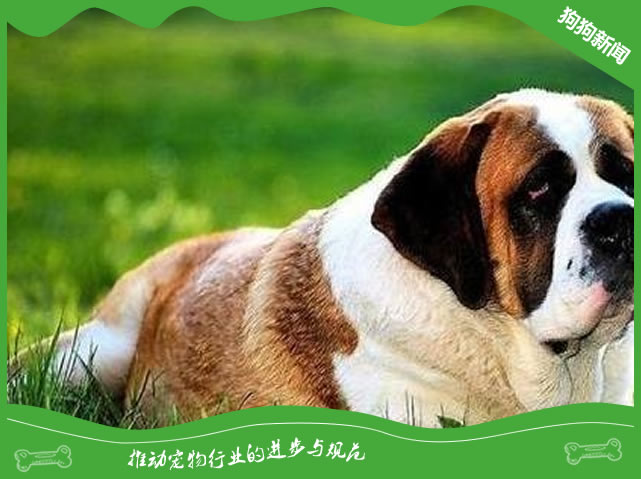 圣伯纳犬的样貌特征和生活习性