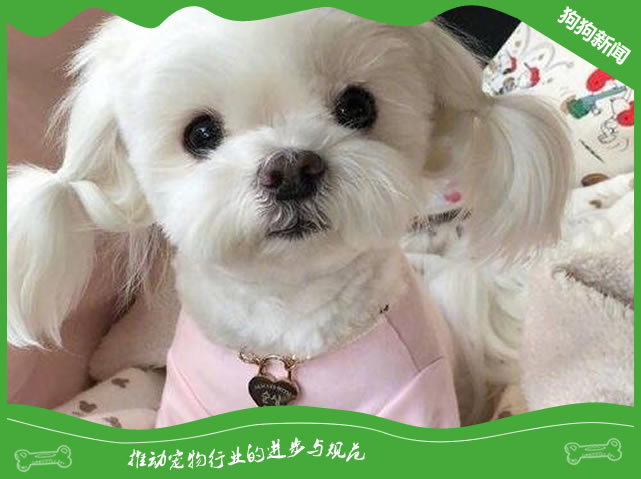 马尔济斯犬的体貌特征和生活习性是什么？