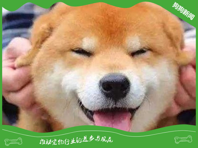 柴犬怎么养才会圆脸 柴犬怎么养才会圆脸