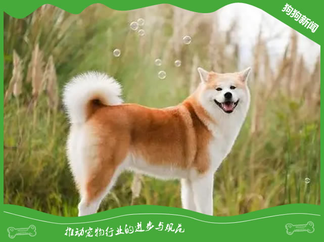 揭秘秋田犬养护5大秘诀，专业科普