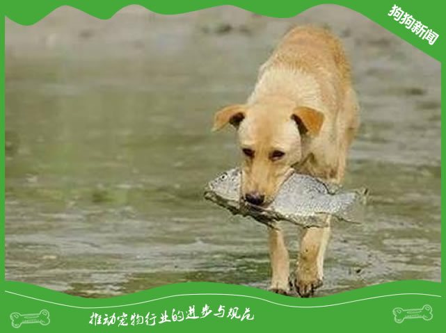 狗狗吃鱼好吗? 狗狗吃鱼好吗?