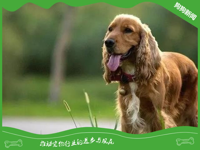 可卡犬：外表华丽，内心勇敢而威猛！