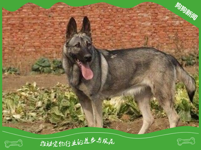 饲养狼青犬要注意哪几点