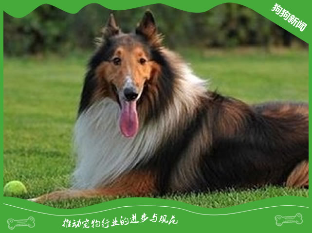 饲养苏格兰牧羊犬应该注意什么