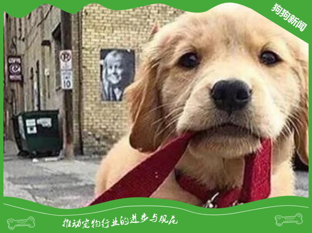 金毛幼犬拆家怎么办？