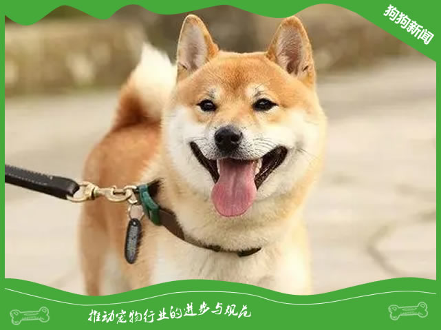 如何科学喂养柴犬，让爱犬更健康！