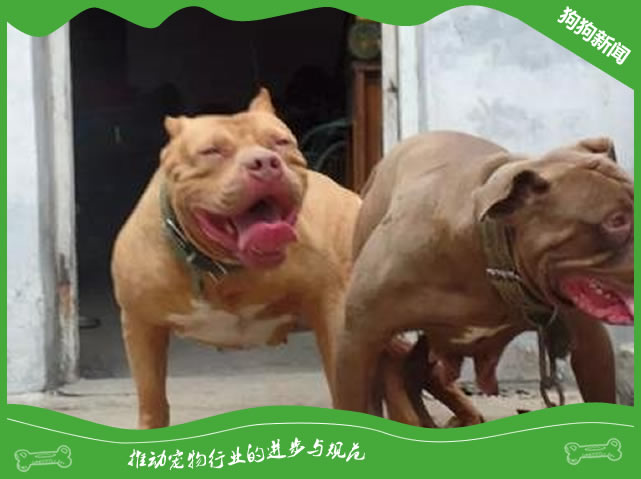 比特犬智商相当于几岁?