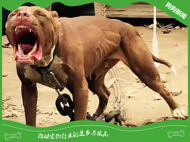 比特犬喂养全攻略：专业指南揭秘！