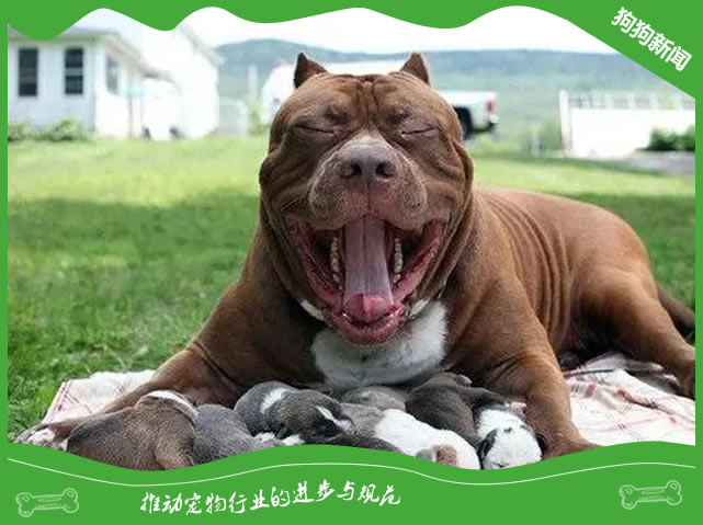 比特犬营养全攻略：养出健康忠诚伴侣！