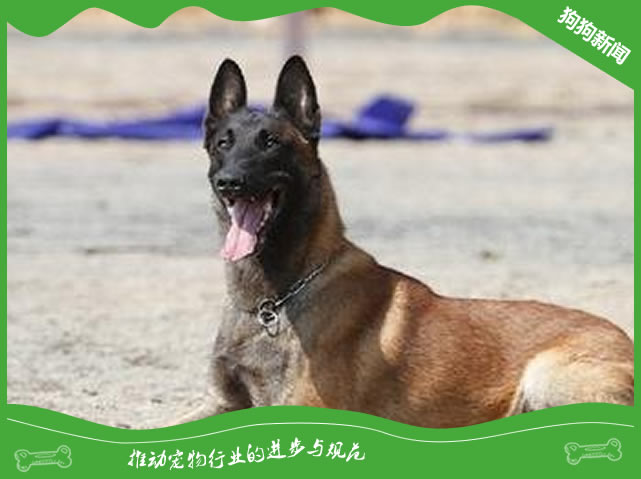 养马犬注意什么问题