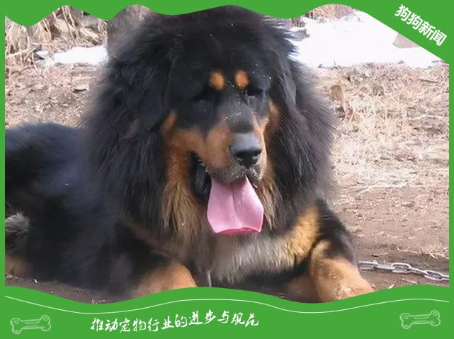 藏獒犬喂养指南：专业技巧揭秘！